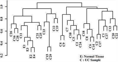 The miRNome of canine invasive urothelial carcinoma